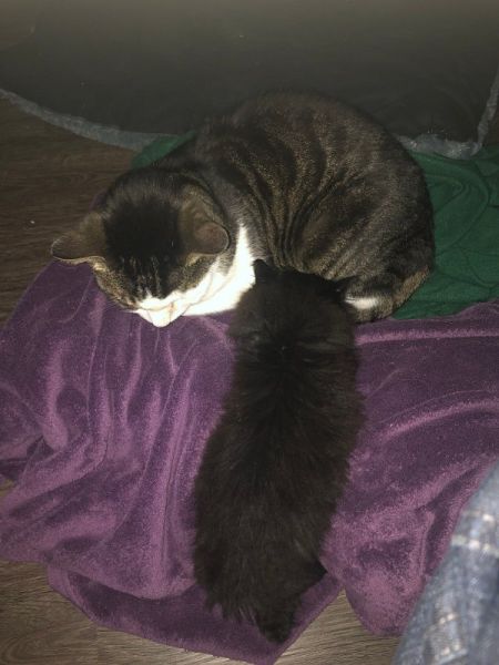 Meine Haustiere / g_2_0_img_1118.jpg