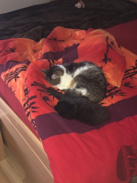 Meine Haustiere / g_2_0_img_1119.jpg