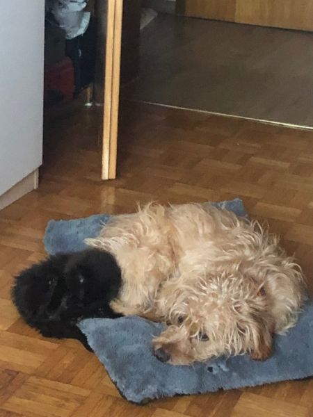 Meine Haustiere / g_2_0_img_1135.jpg