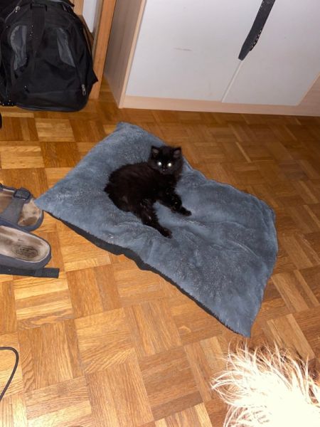 Meine Haustiere / g_2_0_img_1160.jpg