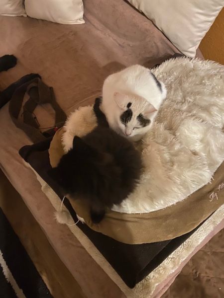 Meine Haustiere / g_2_0_img_1168.jpg