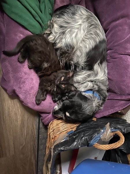 Meine Haustiere / g_2_0_img_1287.jpg