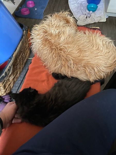 Meine Haustiere / g_2_0_img_1288.jpg