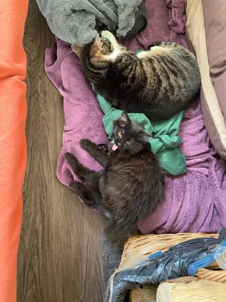 Meine Haustiere / g_2_0_img_1320.jpg