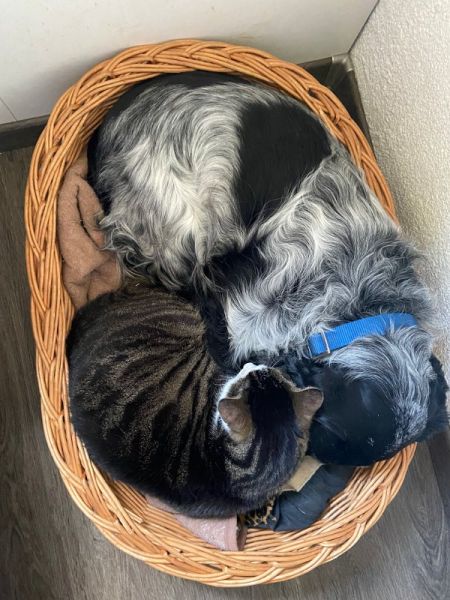 Meine Haustiere / g_2_0_img_1537.jpg