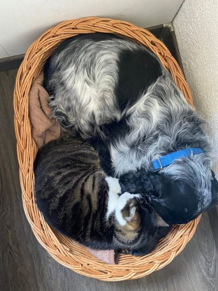 Meine Haustiere / g_2_0_img_1538.jpg