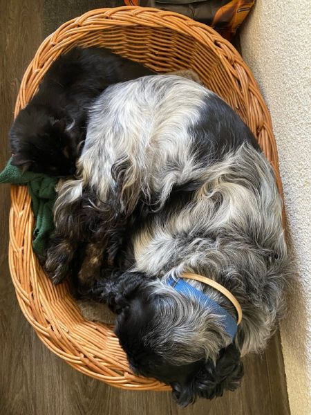 Meine Haustiere / g_2_0_img_1797.jpg