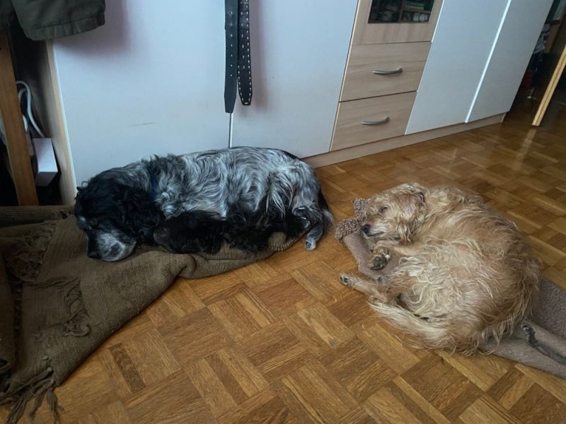 Meine Haustiere / g_2_0_img_2730.jpg