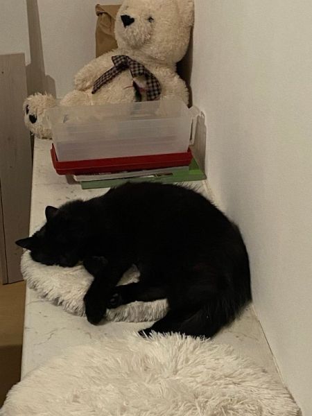 Meine Haustiere / g_2_0_img_3873.jpg