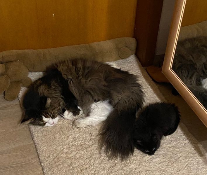 Meine Haustiere / g_2_0_img_e1159.jpg