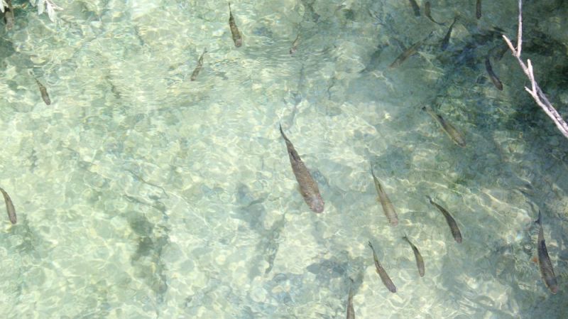 Plitvicer Seen / g_4_0_img_0262.jpg