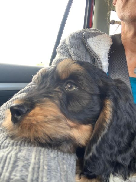 Beppo mein aktueller Hund ( Cockapoo ) / g_5_0_5e5ee1db-c938-4da2-955b-3caecbb4dd6a.jpg