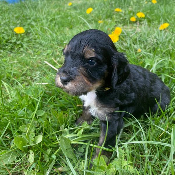 Beppo mein aktueller Hund ( Cockapoo ) / g_5_0_666b9dc8-53e2-4c57-84e5-1a2e8a901711.jpg