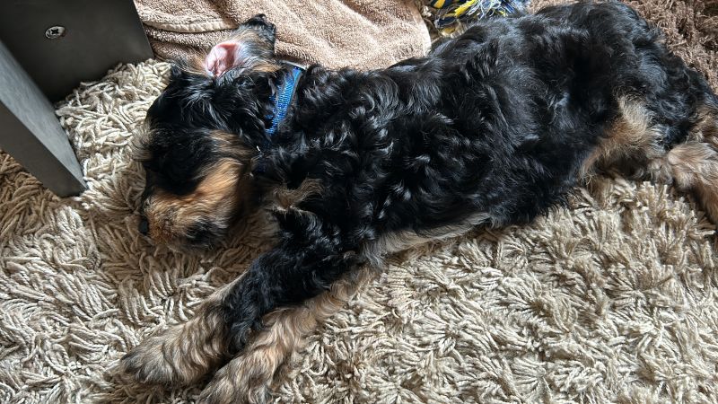 Beppo mein aktueller Hund ( Cockapoo ) / g_5_0_77c38231-d08b-4dc1-ba49-733a7f6e4574.jpg