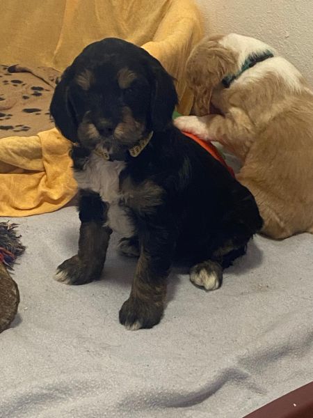 Beppo mein aktueller Hund ( Cockapoo ) / g_5_0_799453d4-3f14-4189-b62b-7b89fd011c3f.jpg