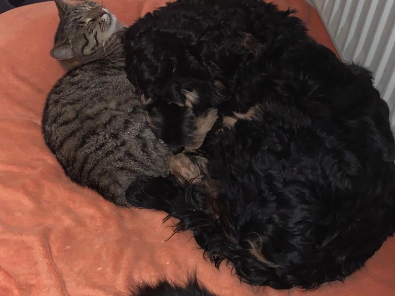 Beppo mein aktueller Hund ( Cockapoo ) / g_5_0_8620d1f7-ebd0-44d3-9407-453efd6eaa8e.jpg