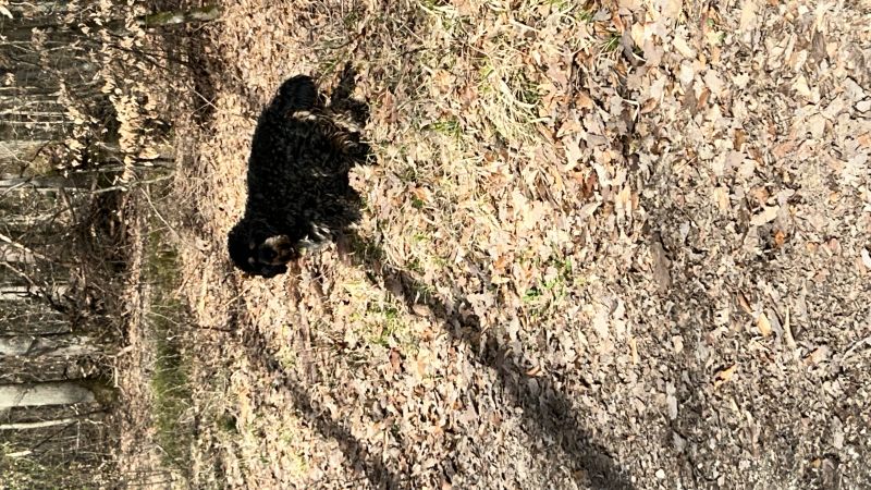 Beppo mein aktueller Hund ( Cockapoo ) / g_5_0_8a89ca3c-1442-4550-9f44-f357ceb973da.jpg