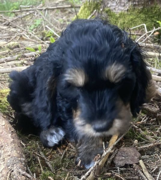 Beppo mein aktueller Hund ( Cockapoo ) / g_5_0_8bf6c844-4e95-44c2-816c-690f1f135c42.jpg