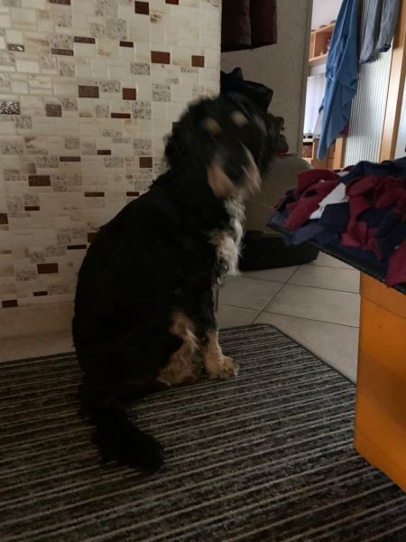 Beppo mein aktueller Hund ( Cockapoo ) / g_5_0_921391b8-b43b-4a0a-a38d-43edeecffc73.jpg
