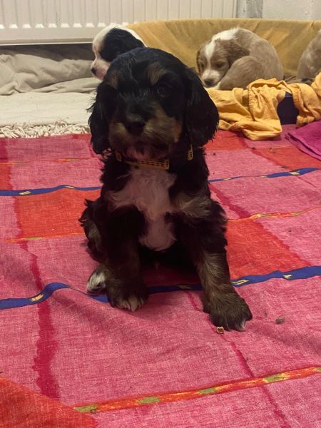 Beppo mein aktueller Hund ( Cockapoo ) / g_5_0_a0b9817c-a789-4abd-95f6-fab13d52c779.jpg