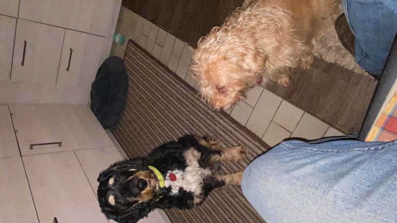 Beppo mein aktueller Hund ( Cockapoo ) / g_5_0_ae523616-6323-4a00-a934-bce5cc57a903.jpg