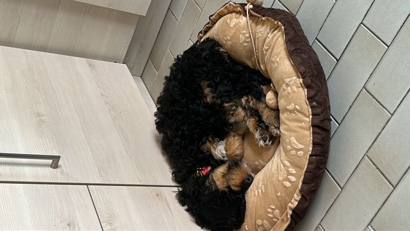 Beppo mein aktueller Hund ( Cockapoo ) / g_5_0_b3347931-9857-4022-9cb7-22769083b396.jpg
