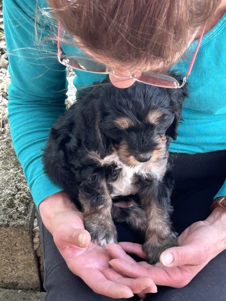Beppo mein aktueller Hund ( Cockapoo ) / g_5_0_beppo1.jpg