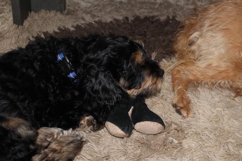 Beppo mein aktueller Hund ( Cockapoo ) / g_5_0_beppo10.jpg
