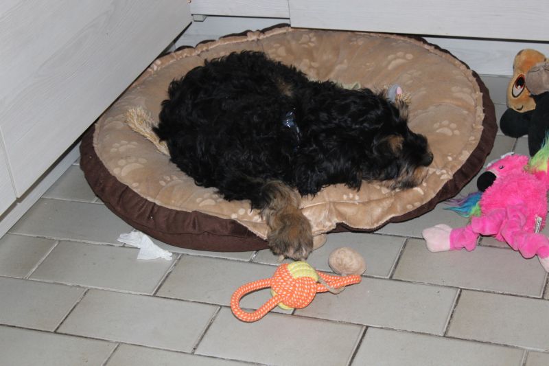 Beppo mein aktueller Hund ( Cockapoo ) / g_5_0_beppo11.jpg