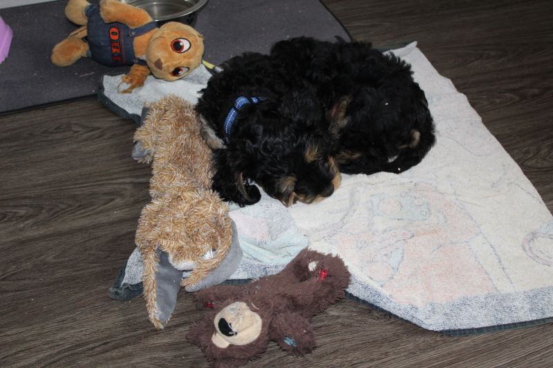 Beppo mein aktueller Hund ( Cockapoo ) / g_5_0_beppo12.jpg