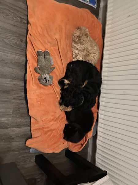 Beppo mein aktueller Hund ( Cockapoo ) / g_5_0_beppo13.jpg