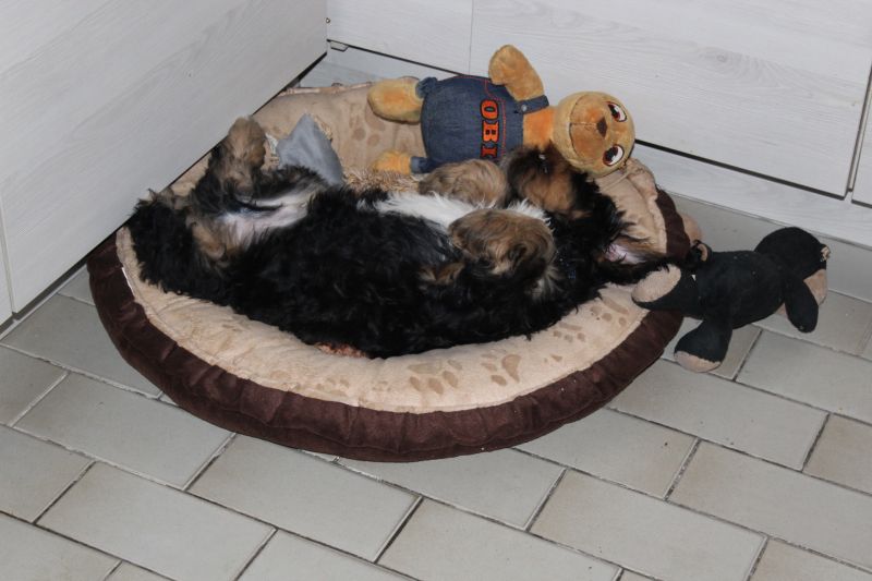 Beppo mein aktueller Hund ( Cockapoo ) / g_5_0_beppo14.jpg