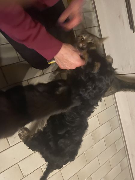 Beppo mein aktueller Hund ( Cockapoo ) / g_5_0_beppo15.jpg