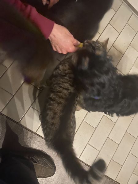 Beppo mein aktueller Hund ( Cockapoo ) / g_5_0_beppo16.jpg