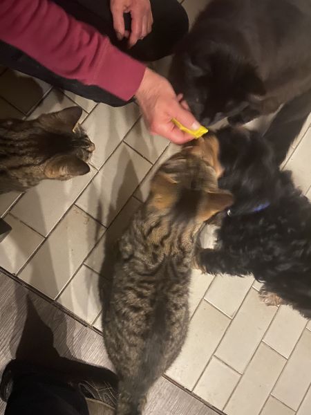 Beppo mein aktueller Hund ( Cockapoo ) / g_5_0_beppo17.jpg