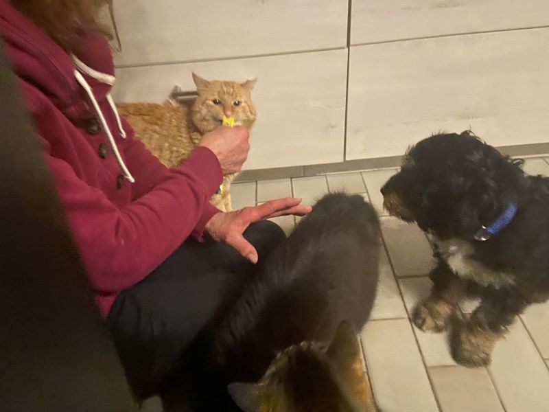 Beppo mein aktueller Hund ( Cockapoo ) / g_5_0_beppo18.jpg