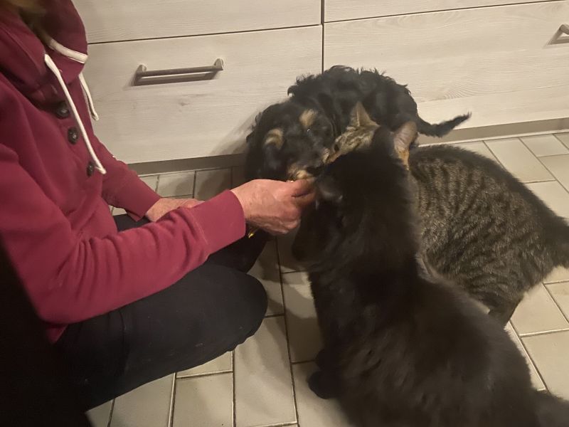 Beppo mein aktueller Hund ( Cockapoo ) / g_5_0_beppo19.jpg