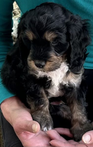 Beppo mein aktueller Hund ( Cockapoo ) / g_5_0_beppo2.jpg