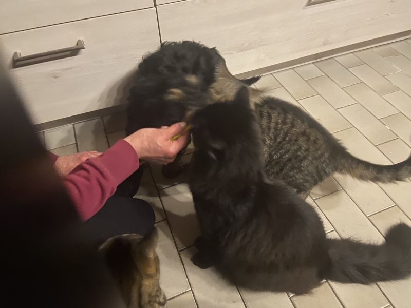Beppo mein aktueller Hund ( Cockapoo ) / g_5_0_beppo20.jpg