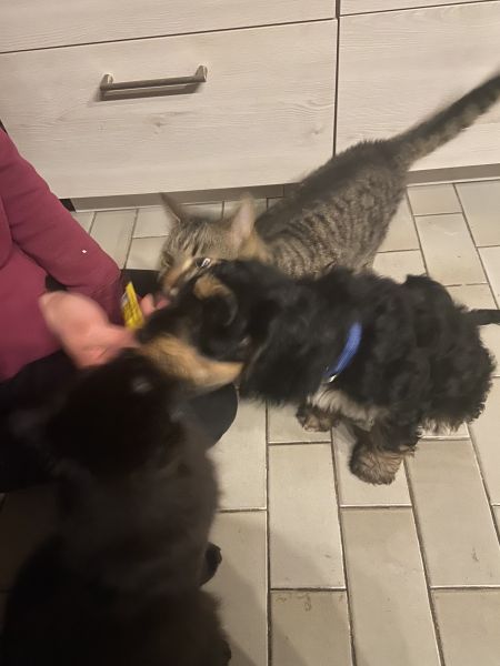 Beppo mein aktueller Hund ( Cockapoo ) / g_5_0_beppo21.jpg