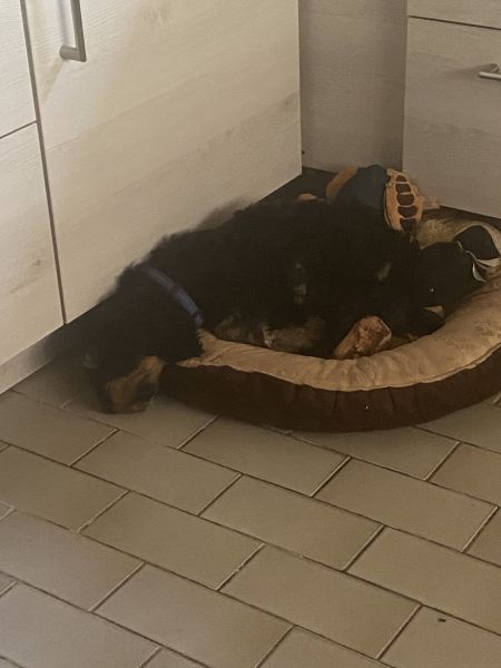 Beppo mein aktueller Hund ( Cockapoo ) / g_5_0_beppo22.jpg