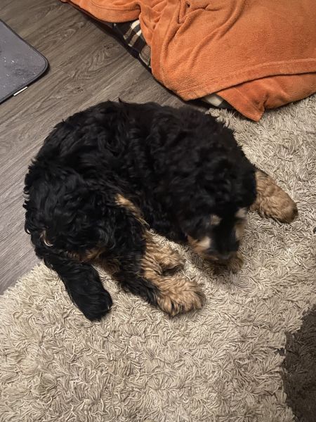 Beppo mein aktueller Hund ( Cockapoo ) / g_5_0_beppo23.jpg