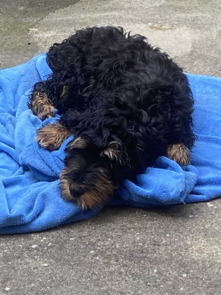 Beppo mein aktueller Hund ( Cockapoo ) / g_5_0_beppo24.jpg