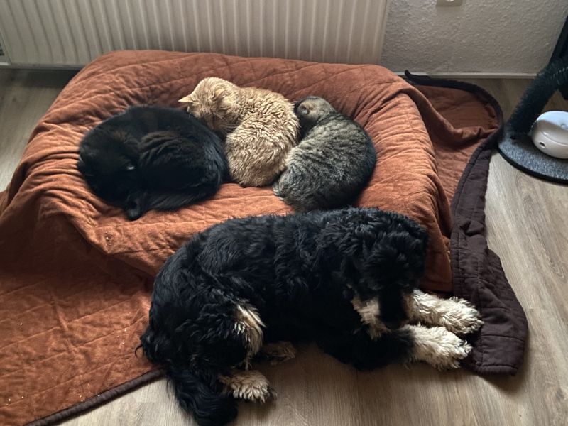 Beppo mein aktueller Hund ( Cockapoo ) / g_5_0_beppo25.jpg