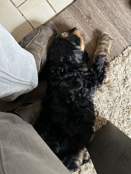Beppo mein aktueller Hund ( Cockapoo ) / g_5_0_beppo26.jpg