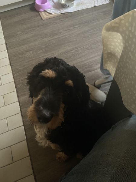 Beppo mein aktueller Hund ( Cockapoo ) / g_5_0_beppo27.jpg