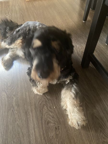 Beppo mein aktueller Hund ( Cockapoo ) / g_5_0_beppo28.jpg