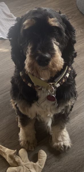 Beppo mein aktueller Hund ( Cockapoo ) / g_5_0_beppo29.jpg