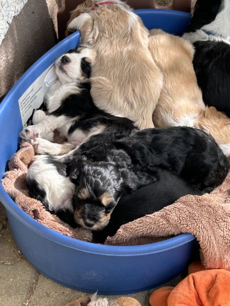 Beppo mein aktueller Hund ( Cockapoo ) / g_5_0_beppo3.jpg