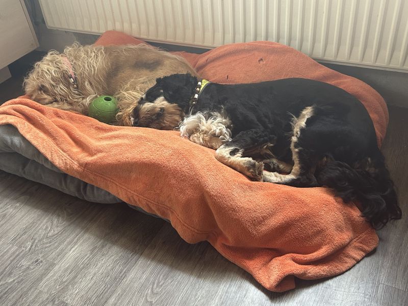 Beppo mein aktueller Hund ( Cockapoo ) / g_5_0_beppo30.jpg